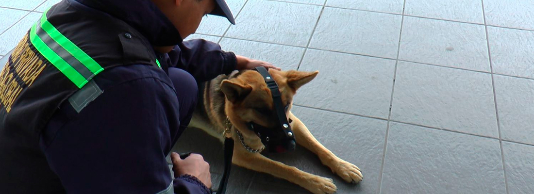 Perros anti evasión son retirados del Sistema TransMilenio